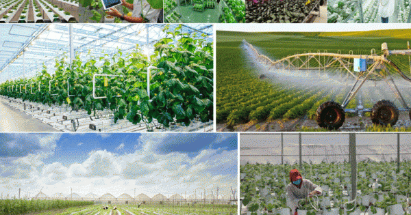 Hưng Yên: Công ty TNHH nông nghiệp công nghệ cao Phúc Sơn vi phạm quy định đầu tư